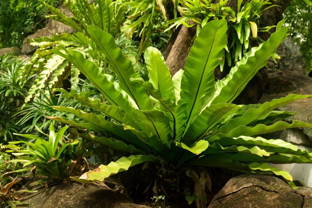 waxy green leaves from a bird's nest fern plant growing from in between a few rocks outside with other green shrubs around it