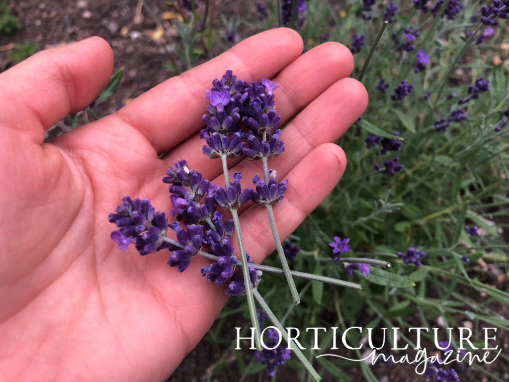 a hand holding pruned lavender heads