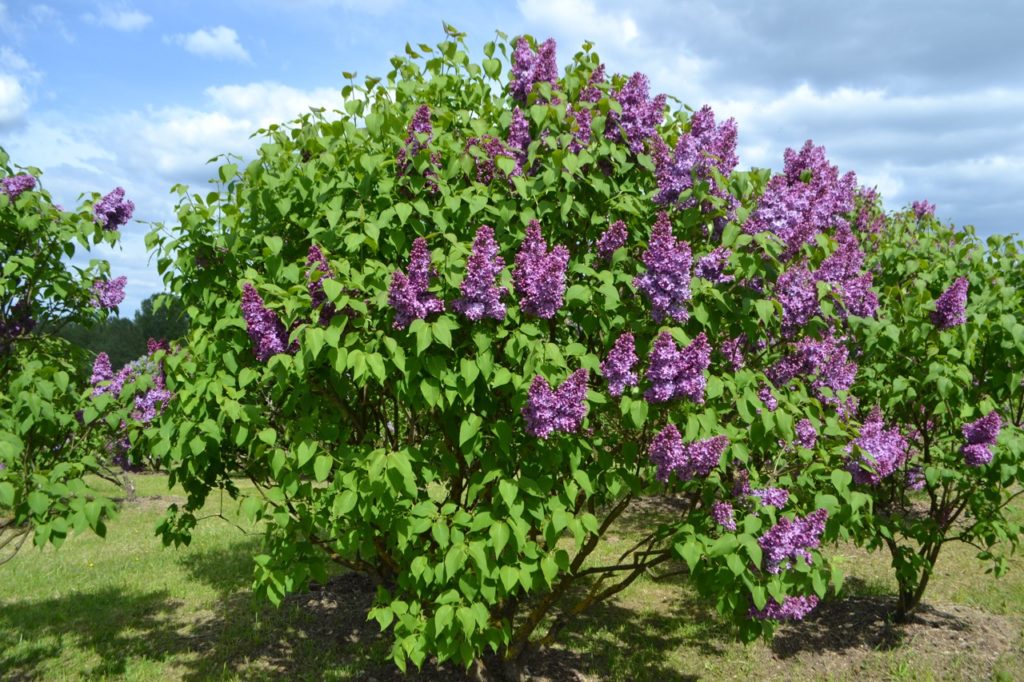 purple flowering lilac shrubs growing outside in a grassy field with a blue cloudy sky