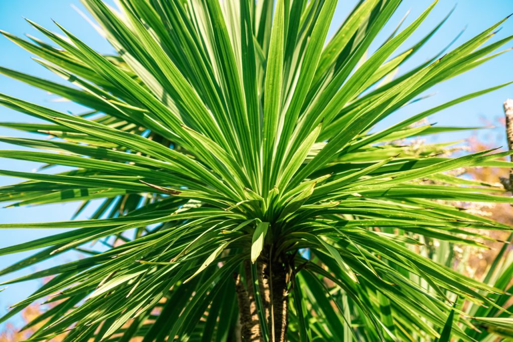 cabbage palm with long green leaves growing outside with a blue sky in the background