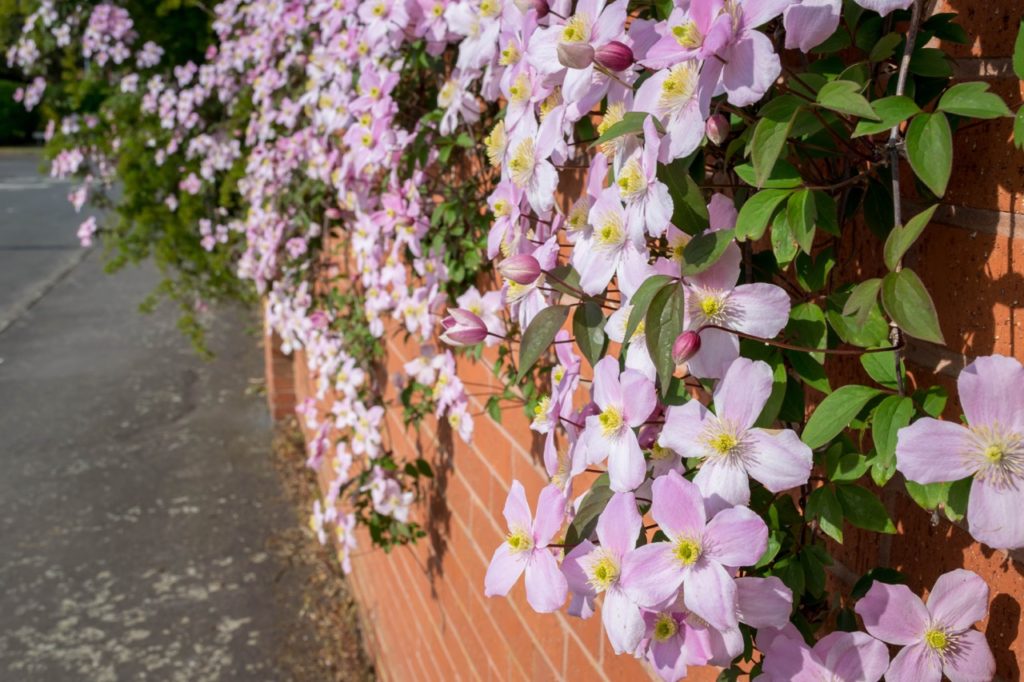 pink clematis cascading over a brick wall