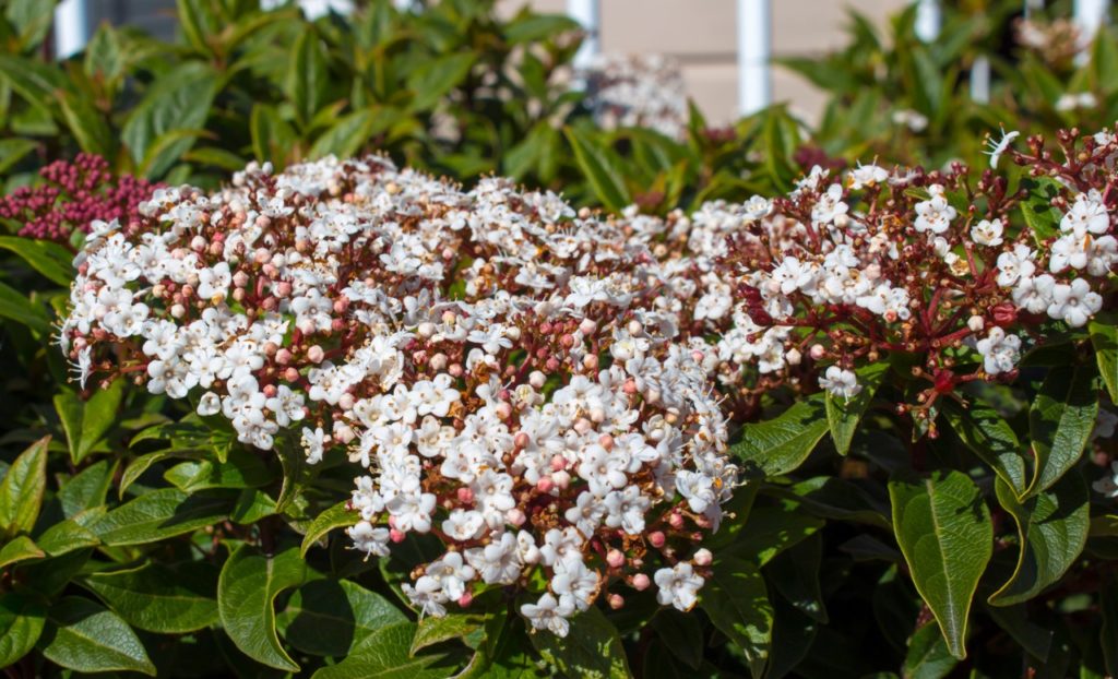 white flowering viburnum tinus shrub with oval green leaves and red stems