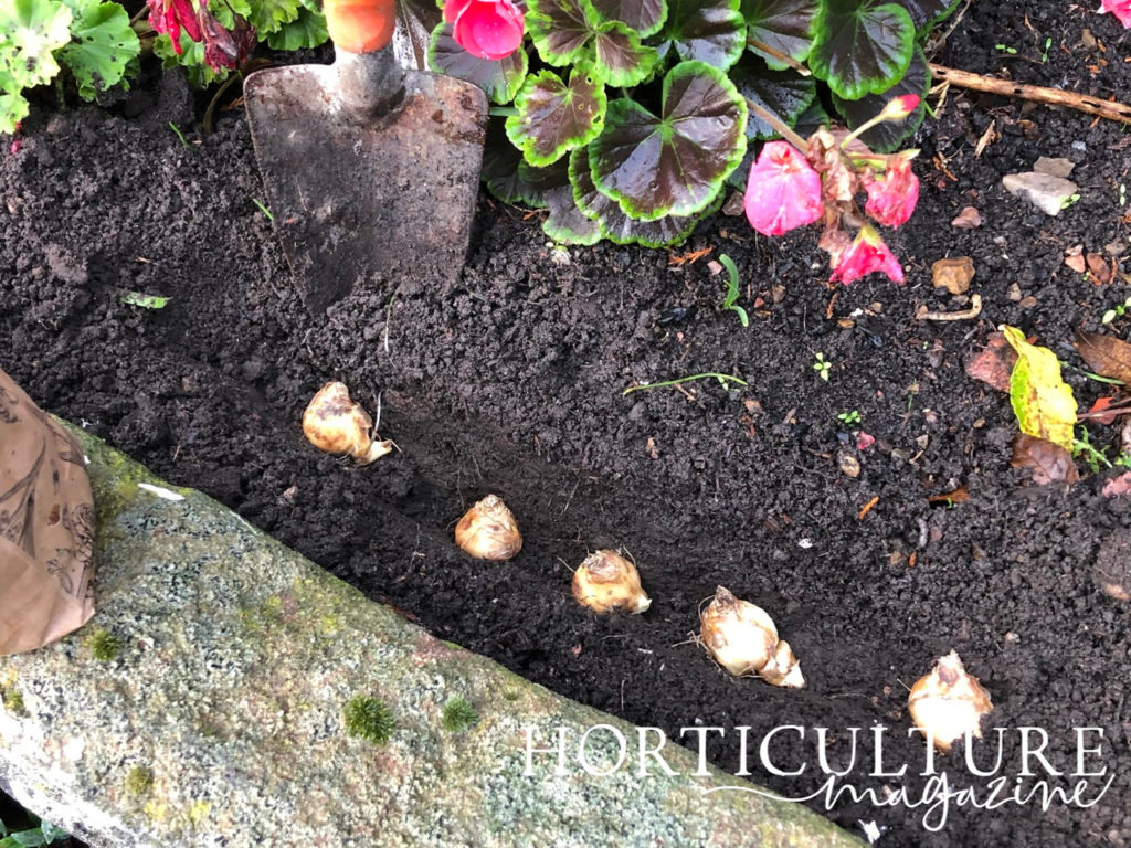 iris bulbs planted in a trench in a flower bed in rows