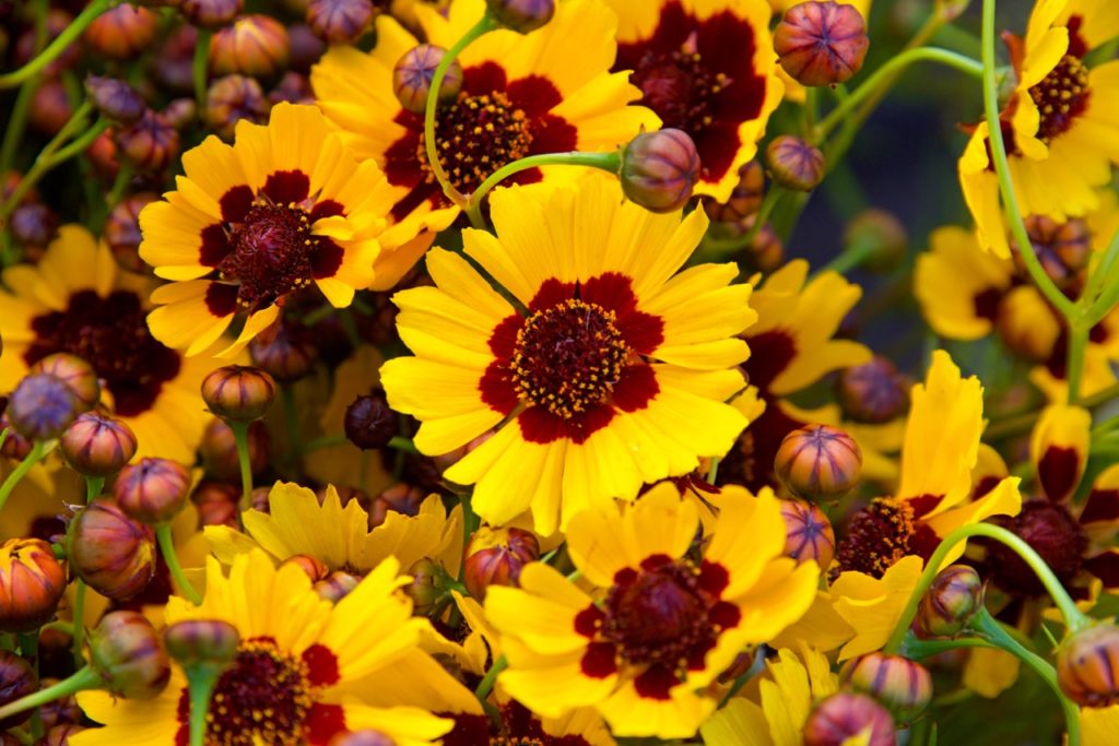 coreopsis shrub with yellow and red daisy-like flowers and red flower buds