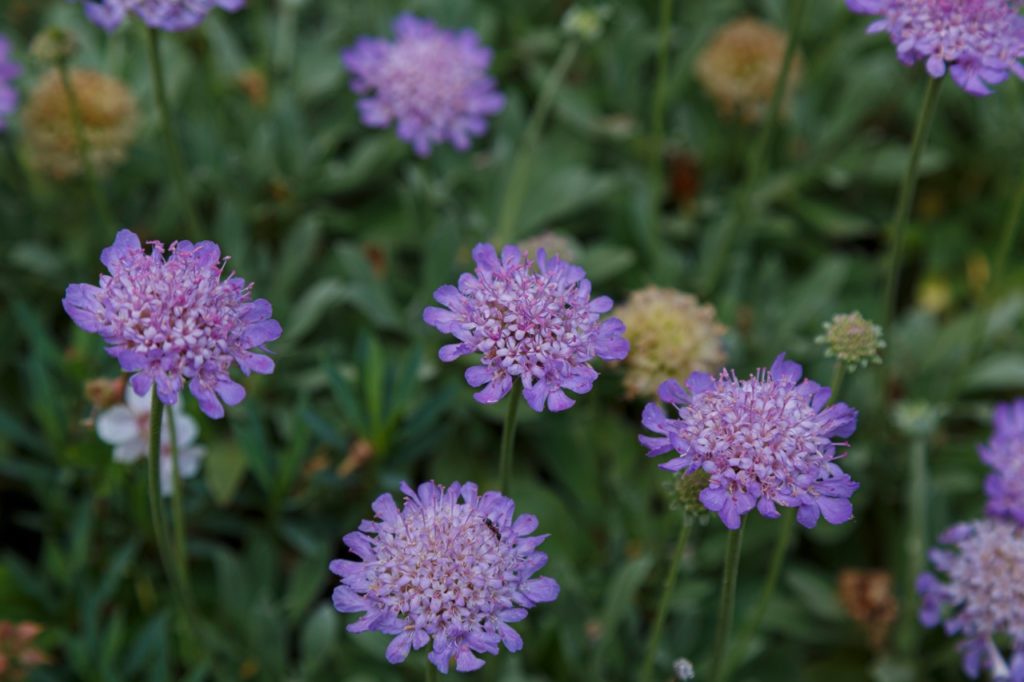 purple flowering scabiosa growing in a garden bed with some faded blooms in the background