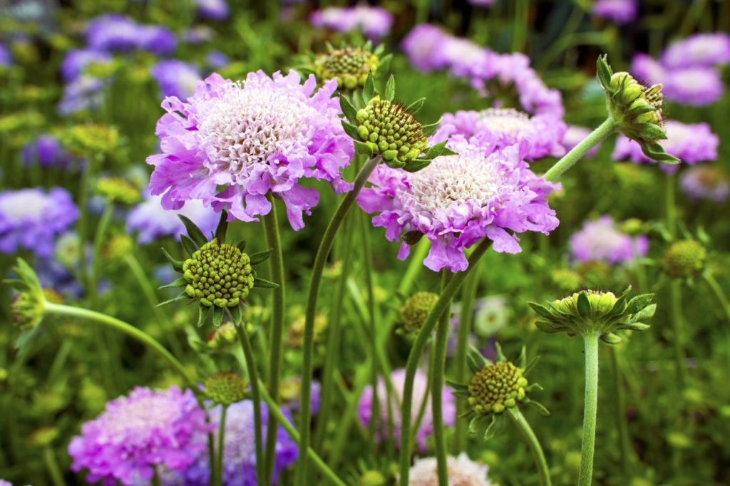 pink and white flowers growing on tall stems from a scabiosa plant