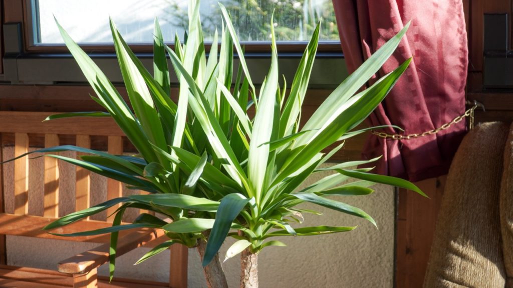 yucca plant with tall spiky leaves growing in full sun next to a window