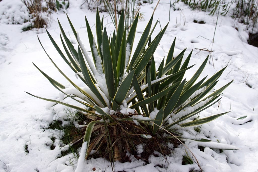yucca with long thin green leaves covered in snow