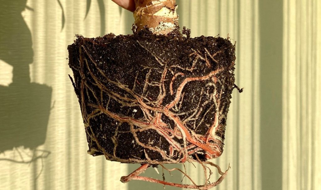 the white and red roots from a yucca plant covered in soil and held in front of a wall indoors