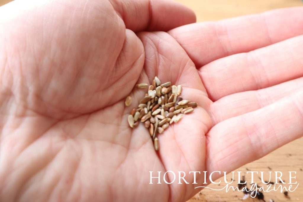 hand holding cornflower seeds in front of a potting bench