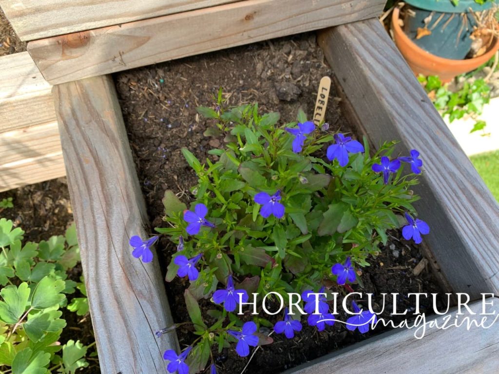 progress in growth and many emerging blue flowers of lobelia plant