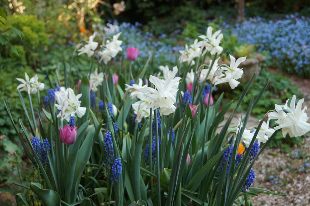 narcissus Thalia, grape hyacinth and tulips planted and flowering together
