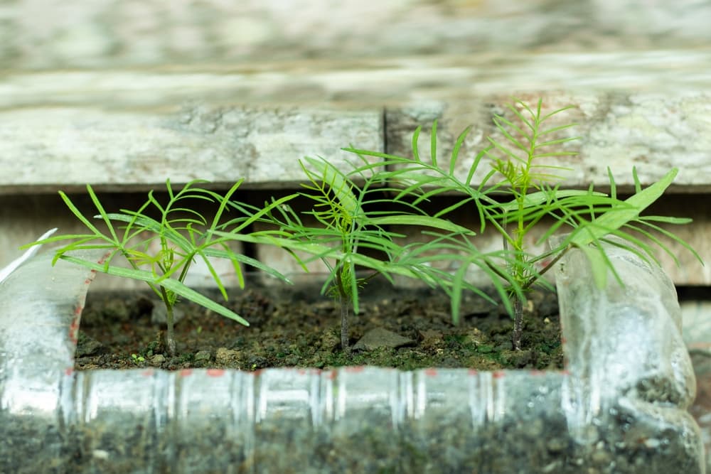 campsis seedlings growing from a DIY plastic growing container