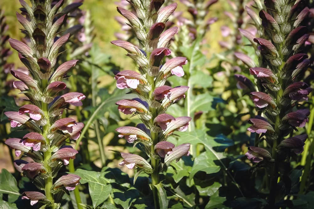 tall spiny stalks of A. spinosus in garden sunlight
