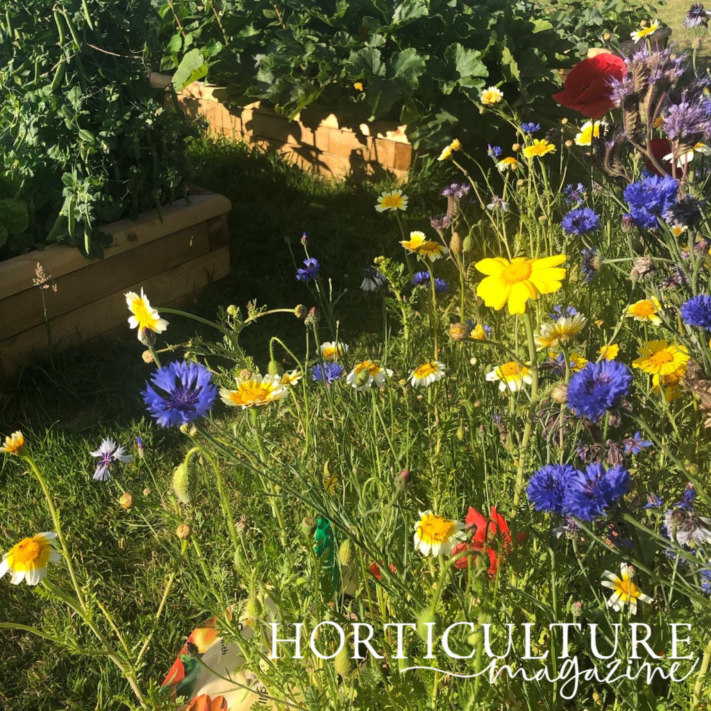 blue cornflowers growing in a wildflower display with yellow, white and red flowering plants outdoors in front of a raised garden bed