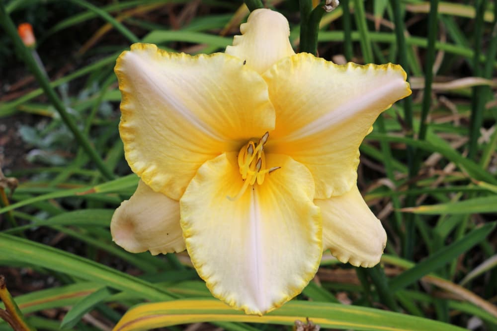 single light yellow and white 'Serena Sunburst' flower