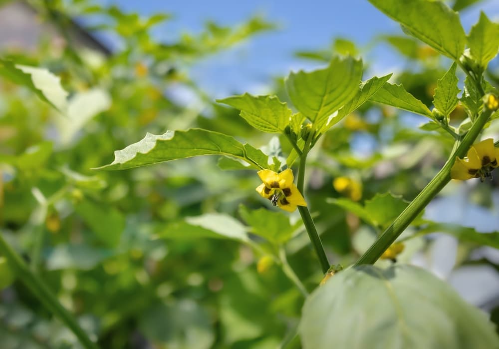 yellow tomatillo flowers in bloom
