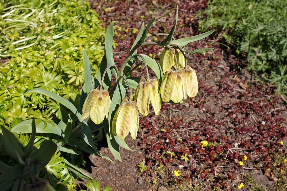 Fritillaria pallidiflora with light yellow flowerheads