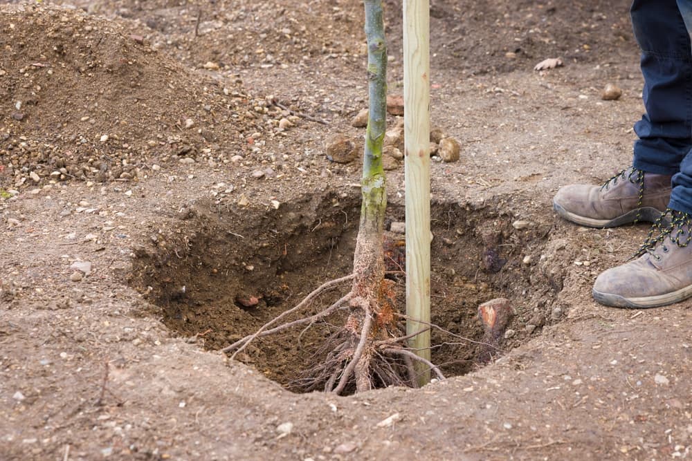 planting an ornamental pear tree into a hole with a wooden stick for support