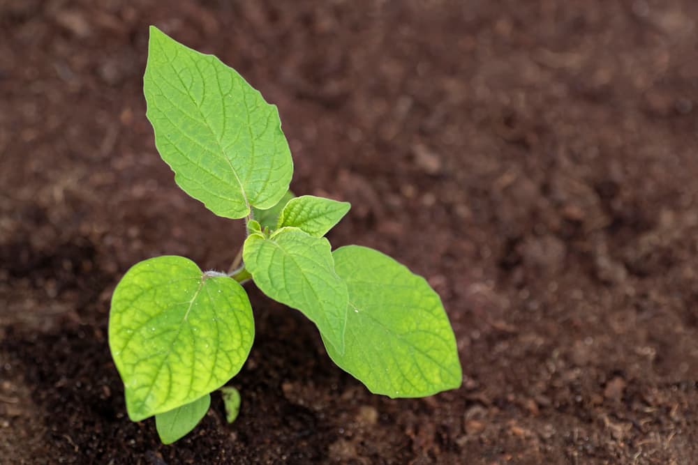 cape gooseberry seedling in rich soil