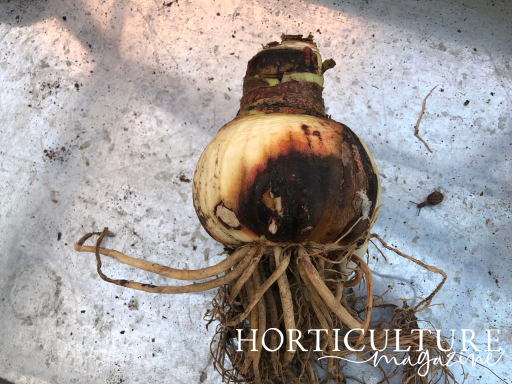 amaryllis bulb with thick brown roots and a flaky black and brown shell lying on a metal surface