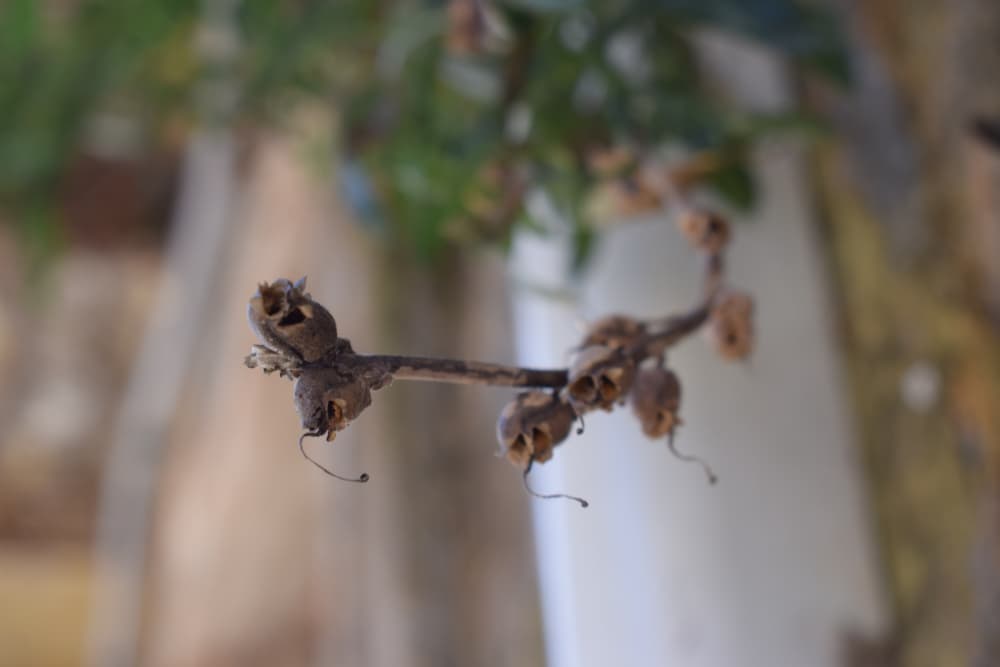 seed pods of Antirrhinum majus