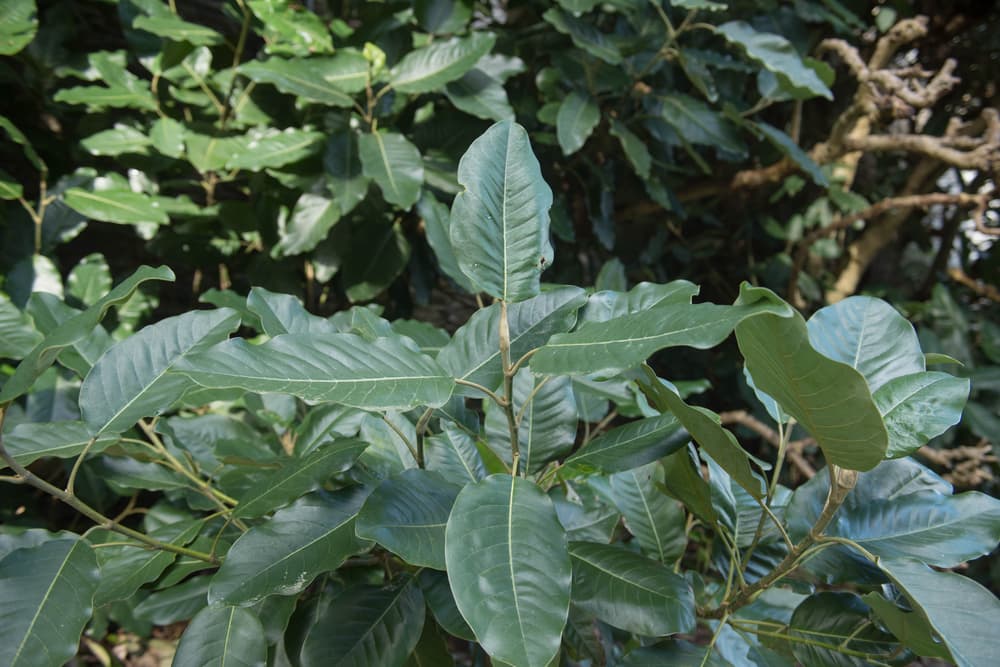 shrubby foliage of M. delavayi