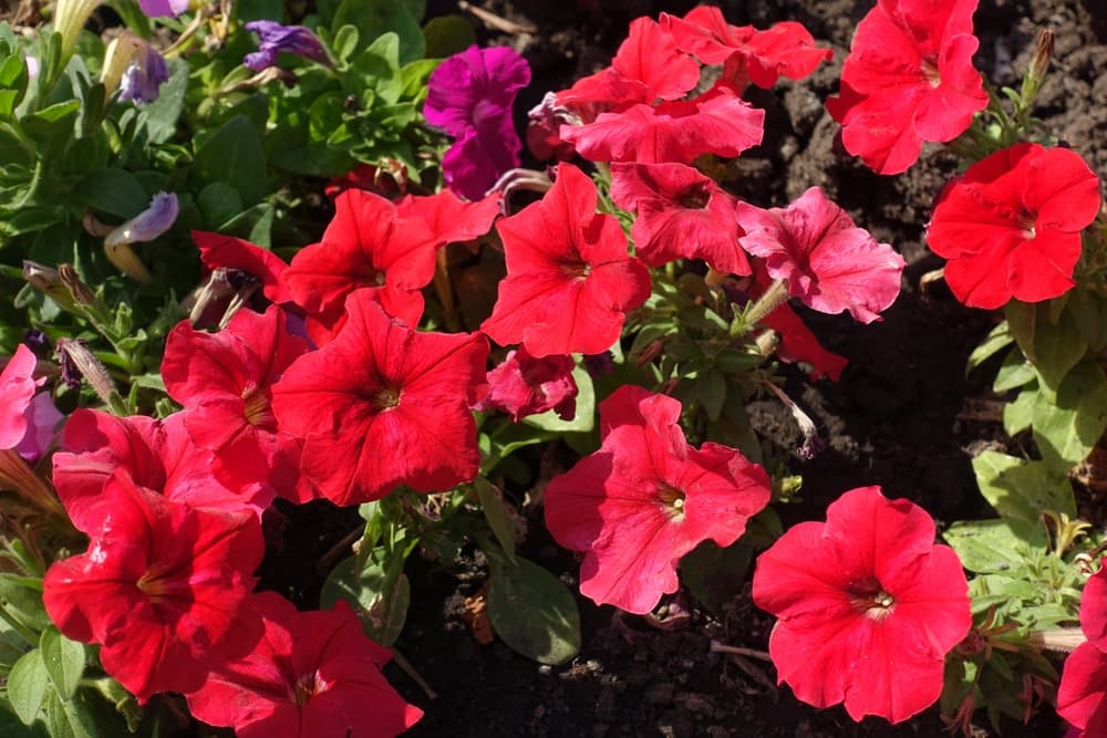 large red petunia flowers in summer