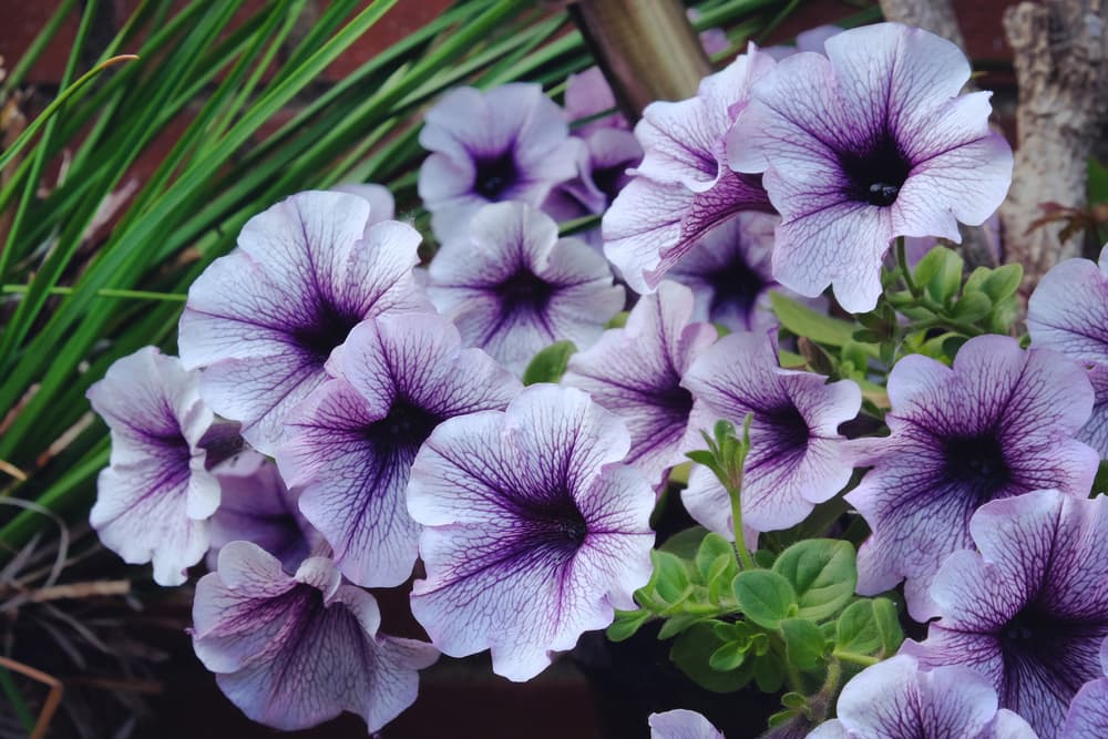 white and purple veined trailing petunias