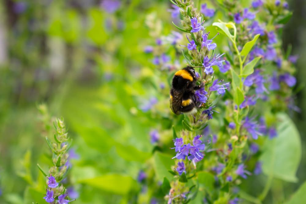 large bumblebee harvesting pollen from upright purple flowering stems of salvia