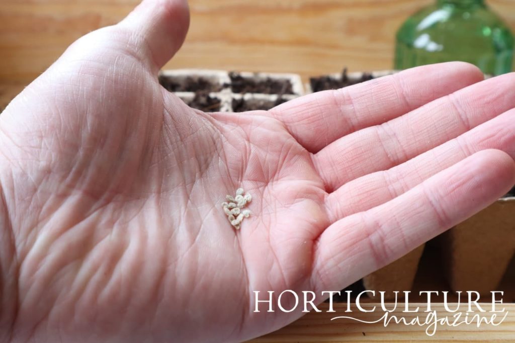 alicante tomato seeds held in the palm of a hand