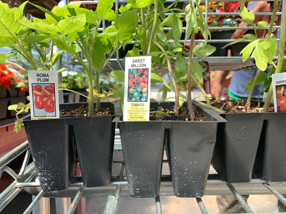 sweet million and roma plum plug plants ready to be planted out