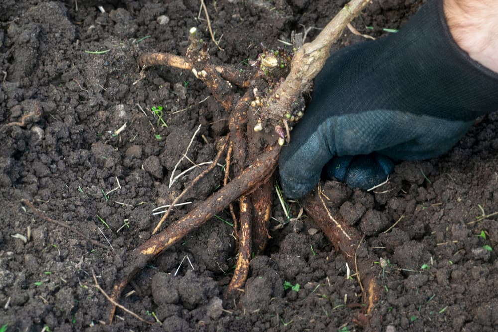 gloved hand of a gardener pulling up the root system of Humulus lupulus plant
