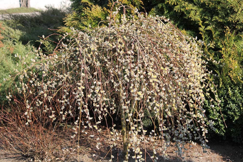 small Salix caprea 'Pendula' tree with furry catkins and a conifer in the background