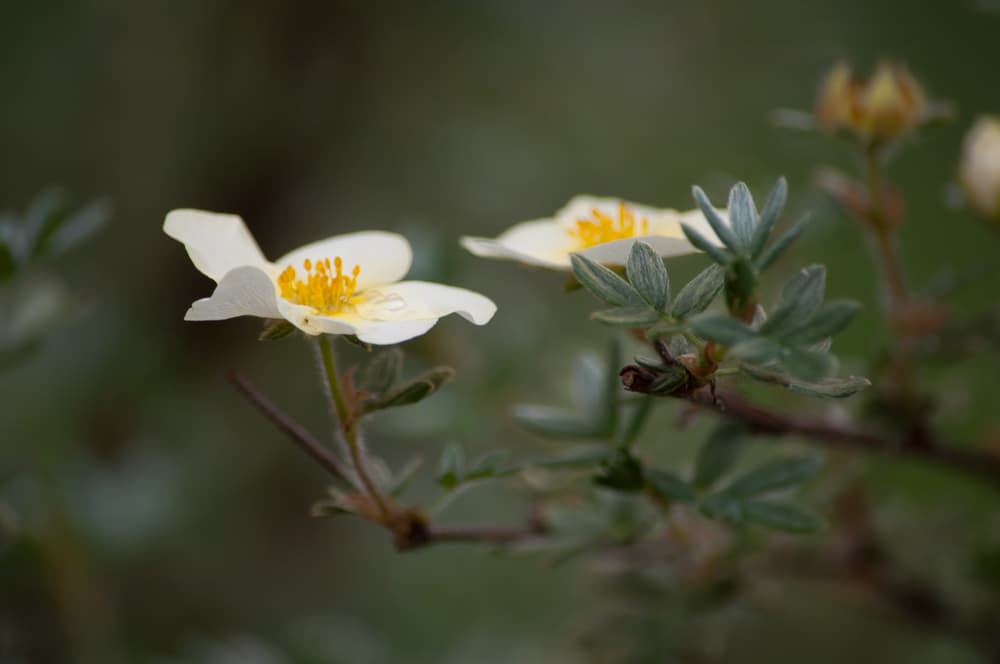two white and yellow flowers of P. fruticosa 'Primrose Beauty'
