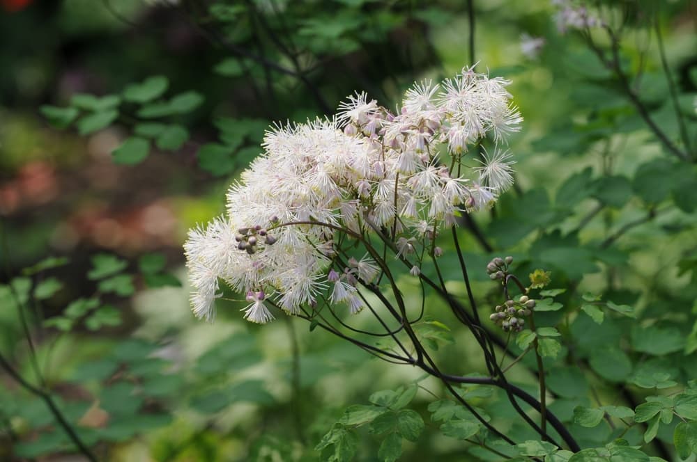 Thalictrum aquilegiifolium with dark wiry stems and white bushy flowers