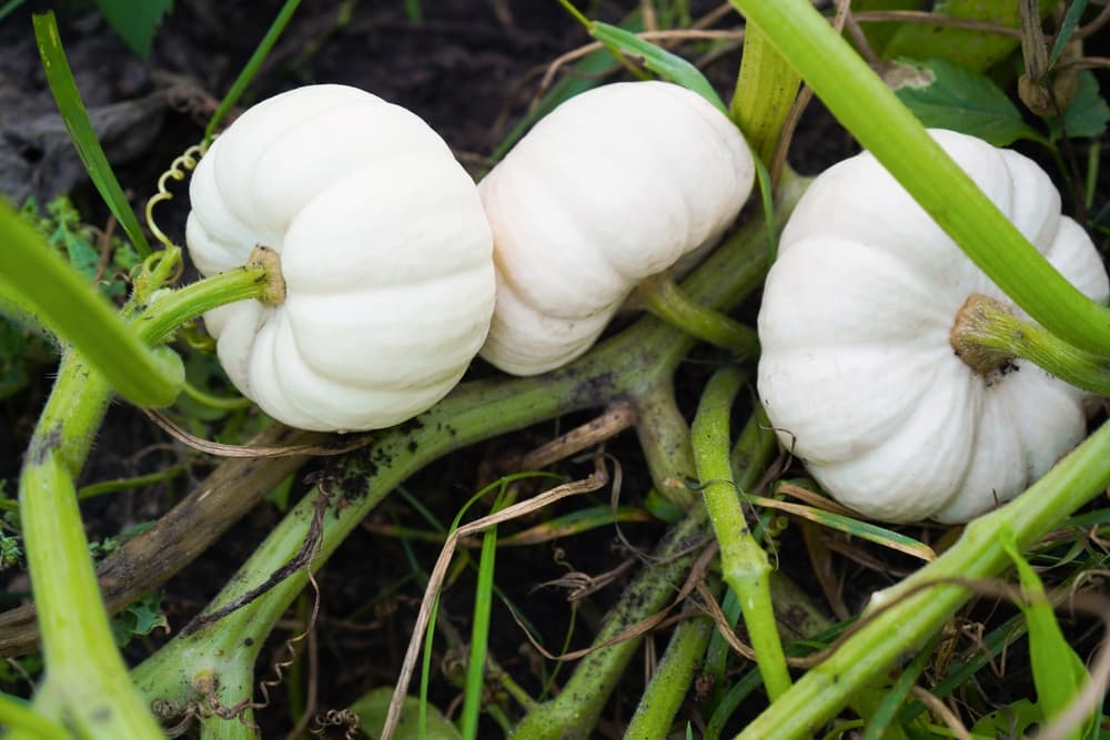 bright white baby boo pumpkins growing amongst large plant stems