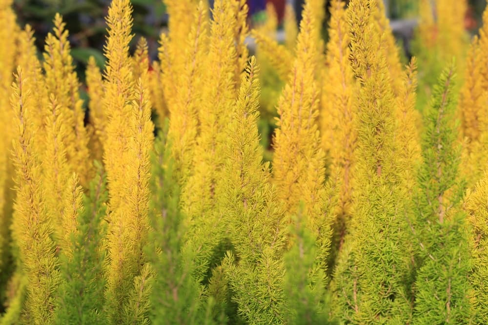 gold coloured upright foliage of Erica arborea