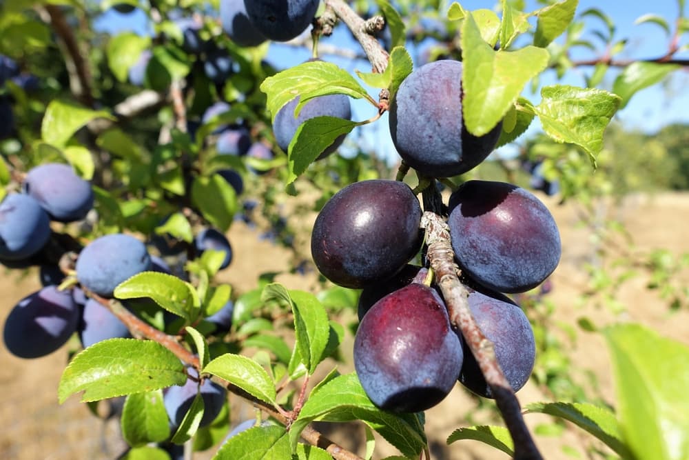 dark purple fruits of Prunus insititia hanging from the stem of a tree