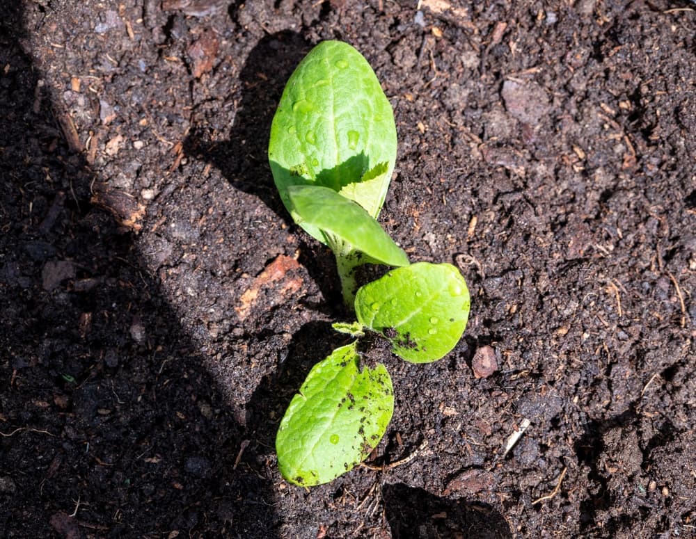 Cucurbita pepo planted out in garden sun