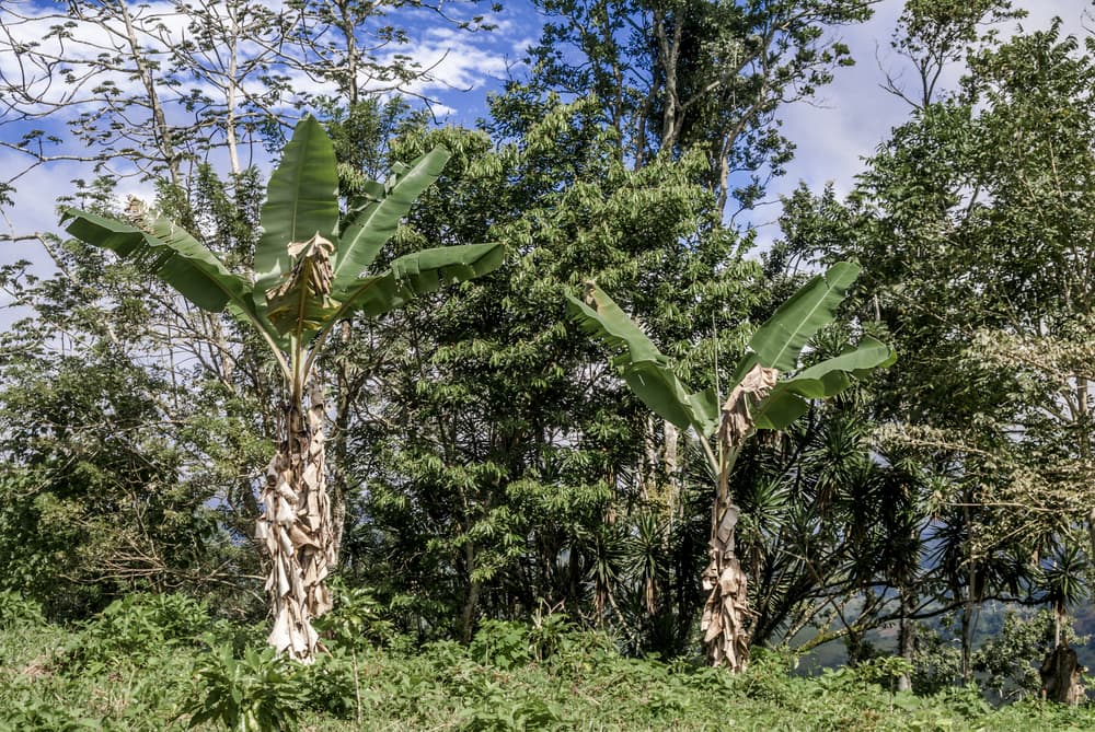 Musa x paradisiaca in its native environment alongside other very tall trees