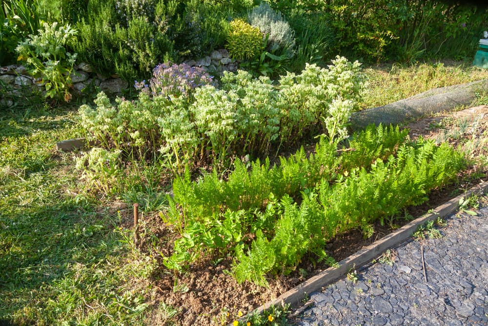 rows of parsnips, carrots and borage in a vegetable plot