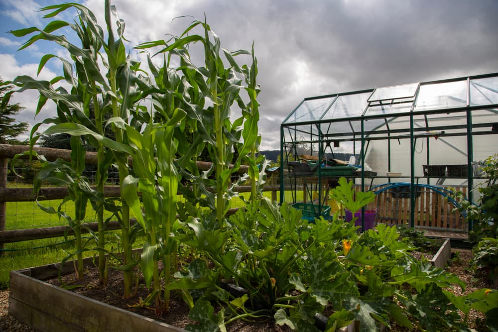 sweetcorn and courgette plants growing in raised beds with a greenhouse in the background