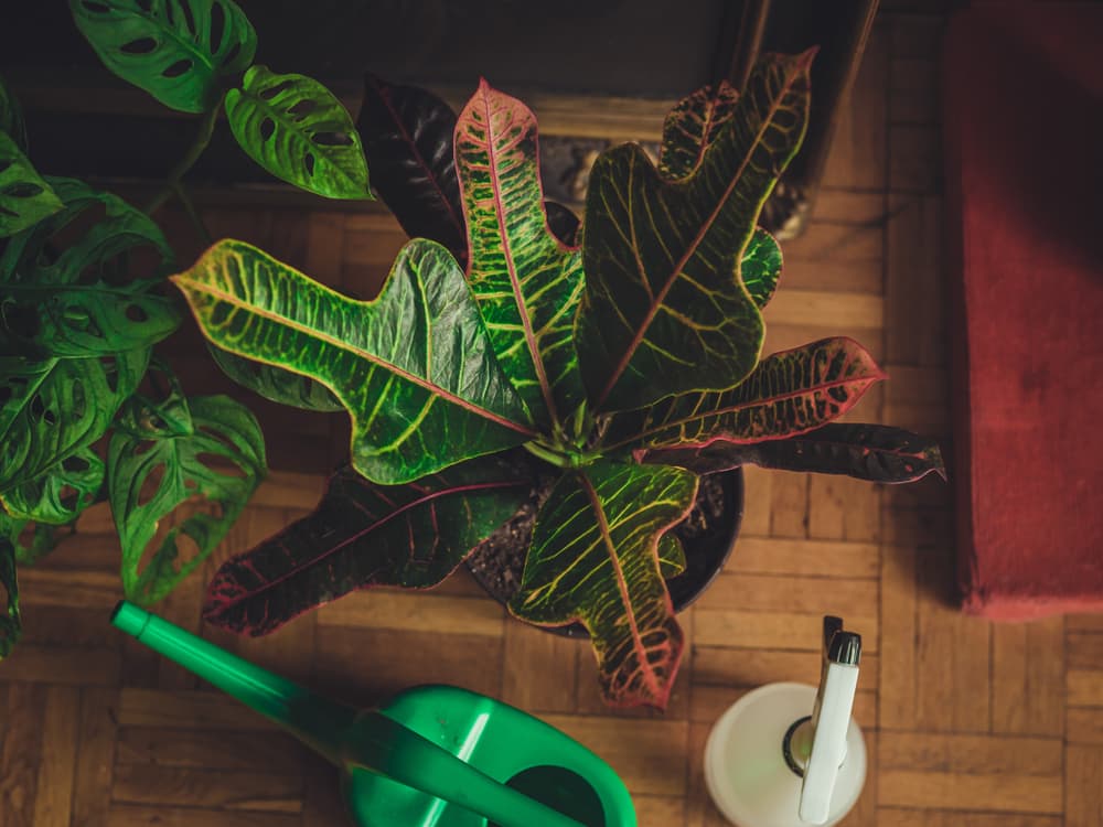 birds eye view of Codiaeum 'Excellent' houseplant in a round container