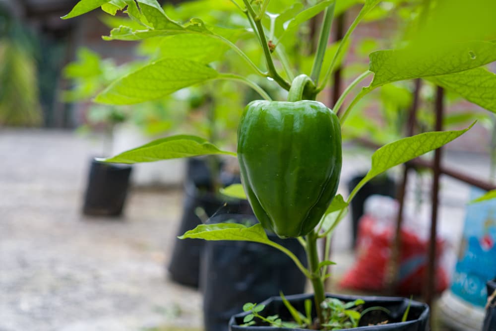 green capsicum fruit on a large terrace