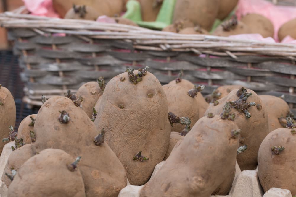 desiree seed potatoes being chitted