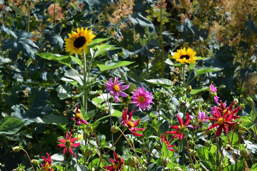 sunflowers and zinnias growing together with colourful flowers