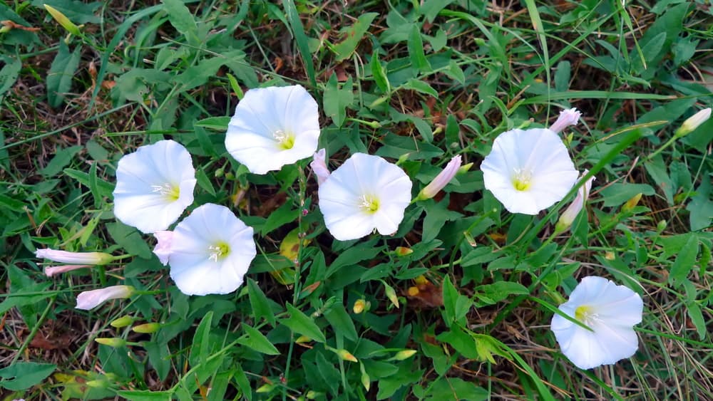 convolvulus arvensis with white flowers growing in a field