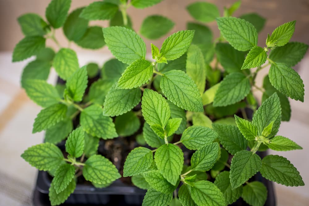 catmint seedlings ready for planting out