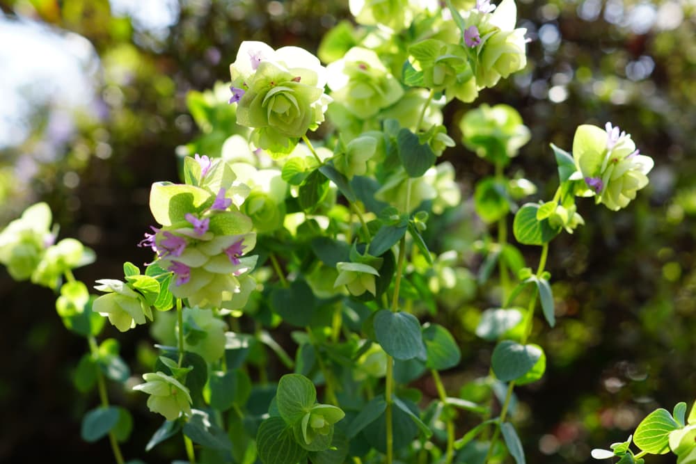 flowering 'Kent Beauty' oregano with beautiful light green and lilac flowers